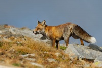 Liska obecna - Vulpes vulpes - Red Fox 2063